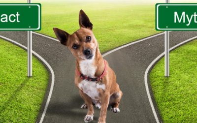 10 Dog Myths