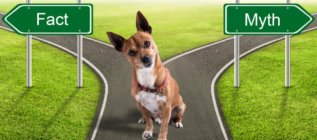 fact myth dog