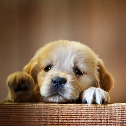 Become a “No Kill Shelter” Advocate