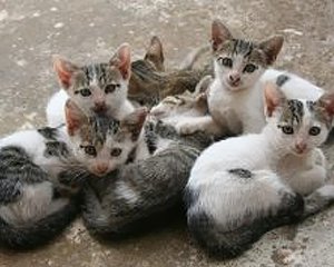 Finding & Caring for Abandoned Kittens