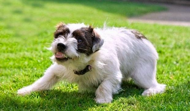 Benefits of Spaying and Neutering