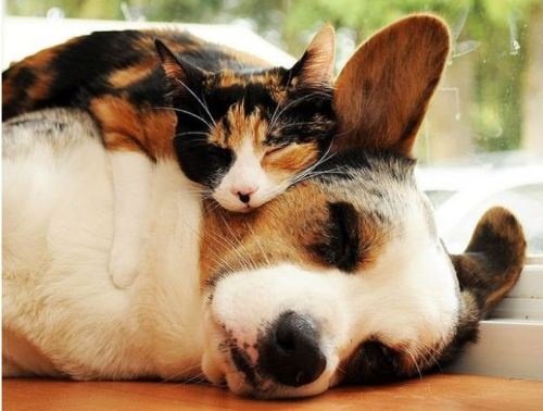 Top 10 Reasons to Adopt or Rescue a Dog or Cat
