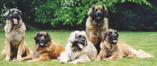 leonberger