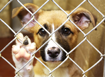 10 Myths About Rescue/Shelter Dogs