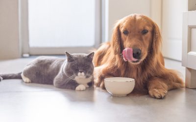 How to choose the best foods for your dog and cat?