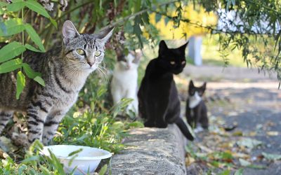 Stray Vs. Feral Cats