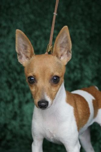 10 Smallest Dog Breeds in the World