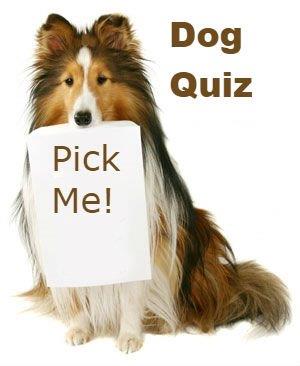 Dog Quiz Pick Me