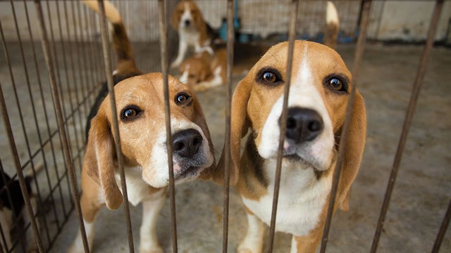 Lab Animals ~ Many will Now Be “Adopted” Instead of Euthanized After Experiments!