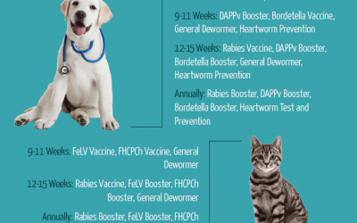 When to Vaccinate Your Dog/Cat