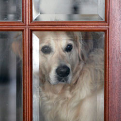 Quarantined Indoors with your Dogs?  Here’s Some Fun Mental Stimulus for Both of You!