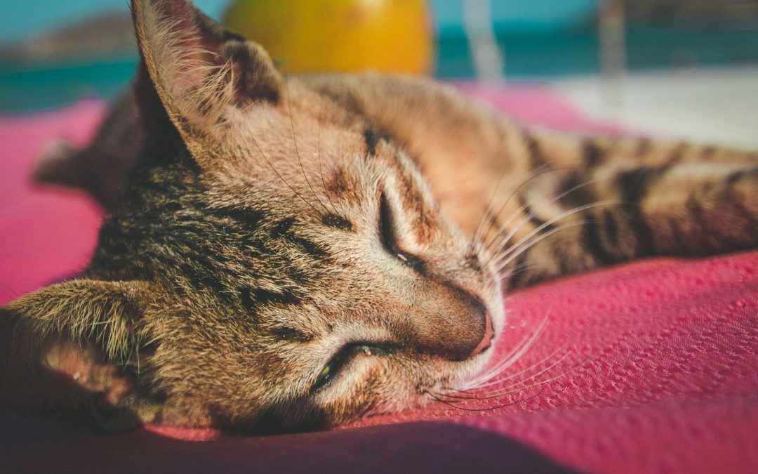 5 Signs to Never Ignore In Our Pets