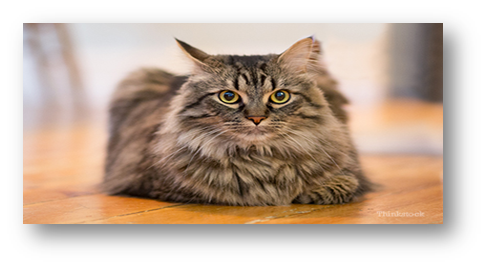 maine coon cat