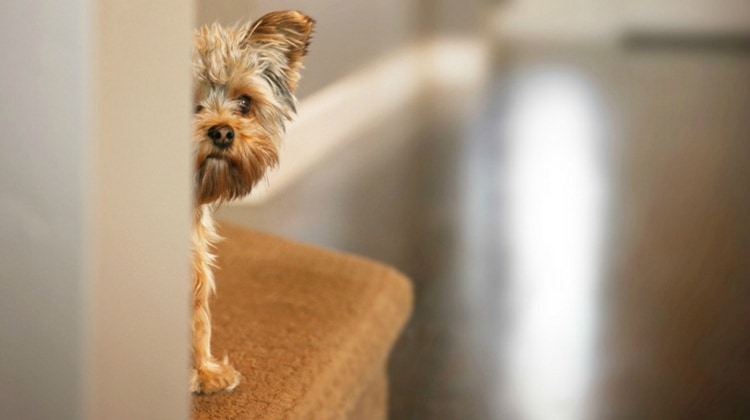 Traumatized, Fearful Dogs or Cats ~ How To Help Them!