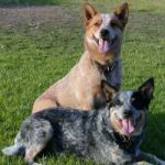 AUSTRALIAN-CATTLE-DOG-150x150
