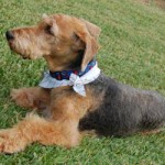 AiredaleTerrier1-150x150