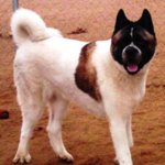 Akita2-150x150