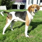 American-Foxhound-2
