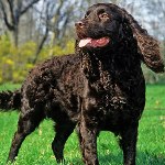 American-Water-Spaniel-2