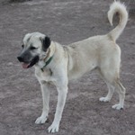 Anatolian-Shepherd-Dog-150x150