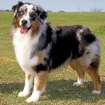 Australian-Shepherd-2-150x150