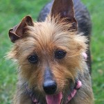 Australian-Terrier1-150x150