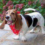 BASSET-HOUND-150x150