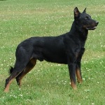 BEAUCERON-150x150