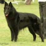 BELGIANSHEPHERD200200.jpg