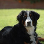 BERNESE-MTN-DOG-150x150
