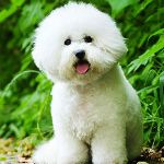 BICHON-FRISE150