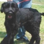 BLACK-RUSSIAN-TERRIER-150x150