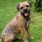 BORDERTERRIER-150x150