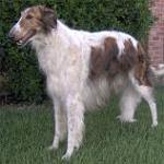 BORZOI3
