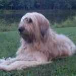 BRIARD-150x150