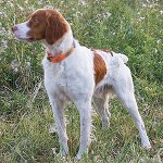 BRITTANYSPANIEL