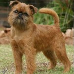BRUSSELSGRIFFON2002001-150x150