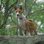 Basenji3