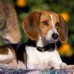 Beagle-150x150