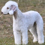 Bedlington-Terrier-2
