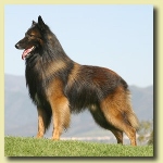 BelgianTervuren2
