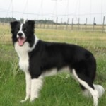BorderCollie5-150x150