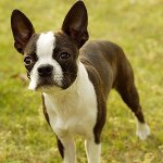 Boston-Terrier-2