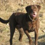 CHESAPEAKEBAYRETRIEVER150