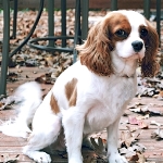 Cavalier-King-Charles11