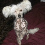 ChineseCrested1-150x150