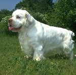 ClumberSpaniel21-150x149