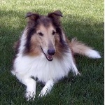 Collie4-150x150