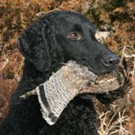 Curly-CoatedRetriever
