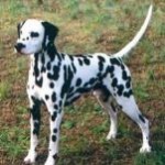 Dalmation3-150x150